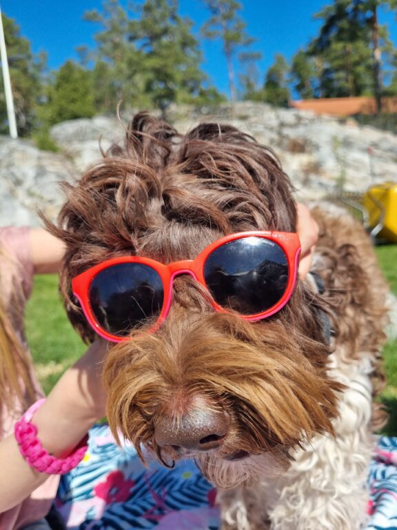 Brun hund av rasen australiensk labradoodle med solglasögon, tittar in i kameran. 